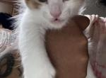 Laias First Litter - American Bobtail Kitten For Sale - Las Vegas, NV, US