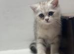 British shorthair male - British Shorthair Kitten For Sale - Woodbridge, CT, US