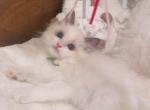 Lulu - Ragdoll Kitten For Sale - 