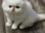 Little Sushi - Persian Kitten For Sale
