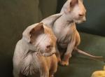 Babydolls  litter rare colors - Sphynx Kitten For Sale - Memphis, TN, US
