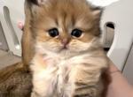 Viki - Munchkin Kitten For Sale - Chino, CA, US