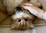 Choco_reserved - British Shorthair Kitten For Sale - Chino, CA, US