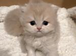Sakura_reserved - British Shorthair Kitten For Sale - Chino, CA, US
