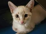 Ragamese Kitten  Athena - Ragdoll Kitten For Sale - Las Vegas, NV, US