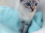 Ocean wave - Siamese Kitten For Sale - Vancouver, WA, US