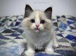 Beast Boy - Ragdoll Kitten For Sale - Tuscaloosa, AL, US