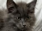 Prince - Siberian Kitten For Sale - 