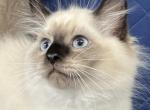 Cotton - Siberian Kitten For Sale - 