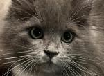 Savvi RESERVED - Siberian Kitten For Sale - 