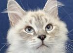 Chilli - Siberian Kitten For Sale - 