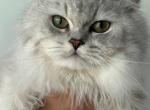 Scottish Straight Cat Mating Service - Scottish Straight Cat For Sale - Miami, FL, US