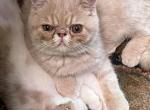 CFA CREAM TABBY - Exotic Kitten For Sale - CT, US