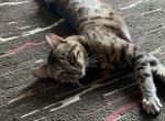 Stella - Bengal Cat For Sale/Service - Knoxville, IA, US