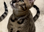 Saul - Savannah Kitten For Sale - 