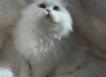 Pistachio - Persian Cat For Sale - Buffalo, NY, US