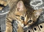 Ozzy - Bengal Kitten For Sale - Concord, NH, US