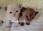 Caesar  Choco - European Burmese Kitten For Sale - Kunkletown, PA, US