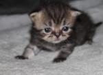 CFA Brown Tabby Male Persian Kitten - Persian Kitten For Sale - Stanton, MO, US