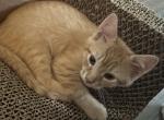Jake - Bengal Kitten For Sale - Concord, NH, US