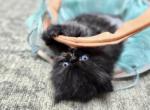 Rooster - Persian Kitten For Sale - Bryant, AR, US