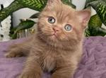 To To British Shorthair male cinnamon - British Shorthair Kitten For Sale - Miami, FL, US