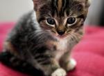 Tessie - Domestic Kitten For Sale - 