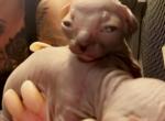 Litter B - Sphynx Kitten For Sale - Tuckerton, NJ, US