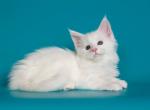 Osiris Maine Coon male white - Maine Coon Kitten For Sale - Miami, FL, US