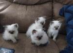 Mollys - Ragdoll Kitten For Sale - Shawnee, OK, US