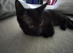 Domino - Domestic Kitten For Adoption - 