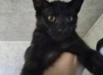 Loki - Domestic Kitten For Adoption - 