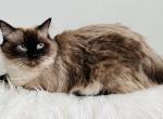 Registered TICA Female Ragdoll - Ragdoll Cat For Sale - Lock Haven, PA, US