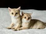 British Shorthair 2Males - British Shorthair Kitten For Sale - 