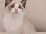 Male Bicolor Ragdoll Kitten TICA - Ragdoll Kitten For Sale - Saint Joseph, MO, US