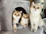 British Shorthair Latest Kittens - British Shorthair Kitten For Sale - 