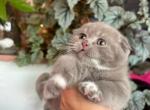 Molly - Scottish Fold Kitten For Sale - Hollywood, FL, US