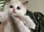 Mimi - Ragdoll Kitten For Sale - CA, US