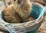 Tommy - Siberian Kitten For Sale - Port Murray, NJ, US