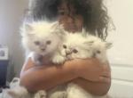 May 4th litter - Himalayan Kitten For Sale - Kissimmee, FL, US