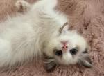 Nana - Ragdoll Kitten For Sale - CA, US