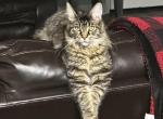 MOCHA - Maine Coon Kitten For Sale - Denton, TX, US