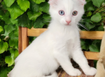 Ian - American Curl Kitten For Sale - Joplin, MO, US