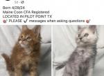 6 Maine Coon Kittens - Maine Coon Kitten For Sale - Denton, TX, US