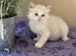 Ragdoll Kitten Ready For Summer Fun - Ragdoll Kitten For Sale - 