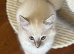 Ragdoll Kitten Cute and Playful - Ragdoll Kitten For Sale - Del Mar, CA, US