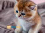 Sweet  Panda - British Shorthair Kitten For Sale - Fairfax, VA, US