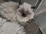 Contigo - Himalayan Kitten For Sale - NH, US