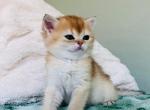 Ori kitten 1 - British Shorthair Kitten For Sale - Las Vegas, NV, US
