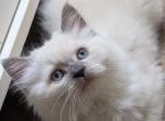 Gabriel green - Ragdoll Kitten For Sale - Dunnellon, FL, US